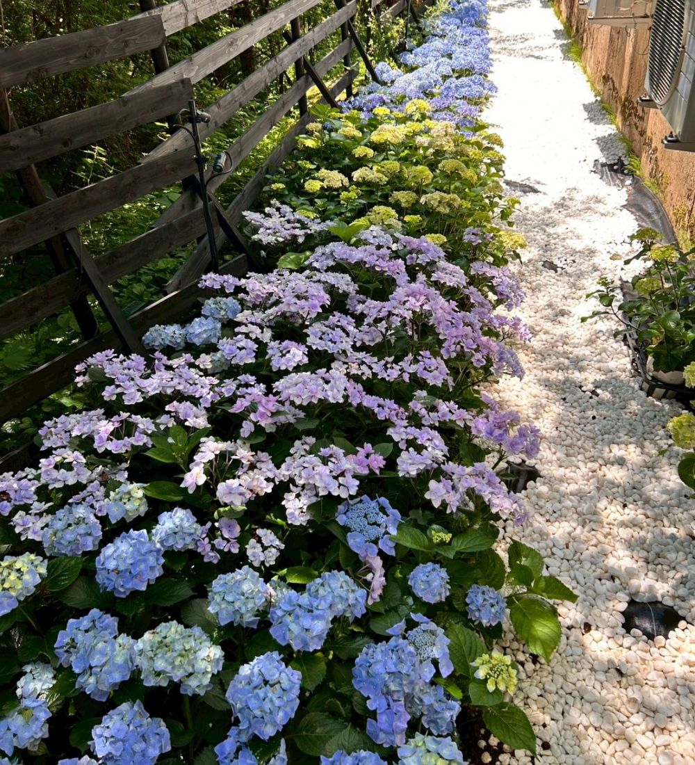 青や紫のグラデーションが美しい紫陽花の花のクローズアップ