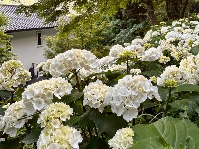 箱根蔵樹の和モダンな館内と庭園を望む眺め