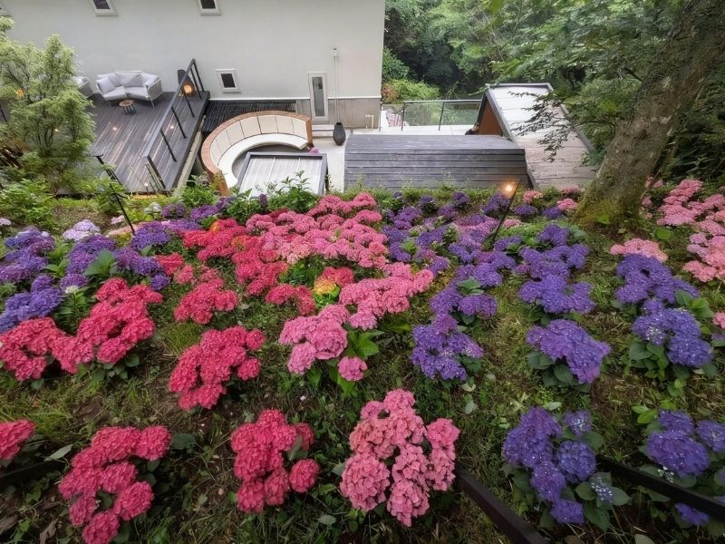 紫陽花の花摘みを楽しむ来場者の様子