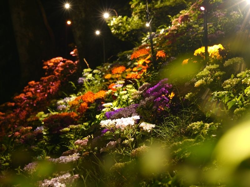 夜にライトアップされ幻想的に浮かび上がる紫陽花と庭園