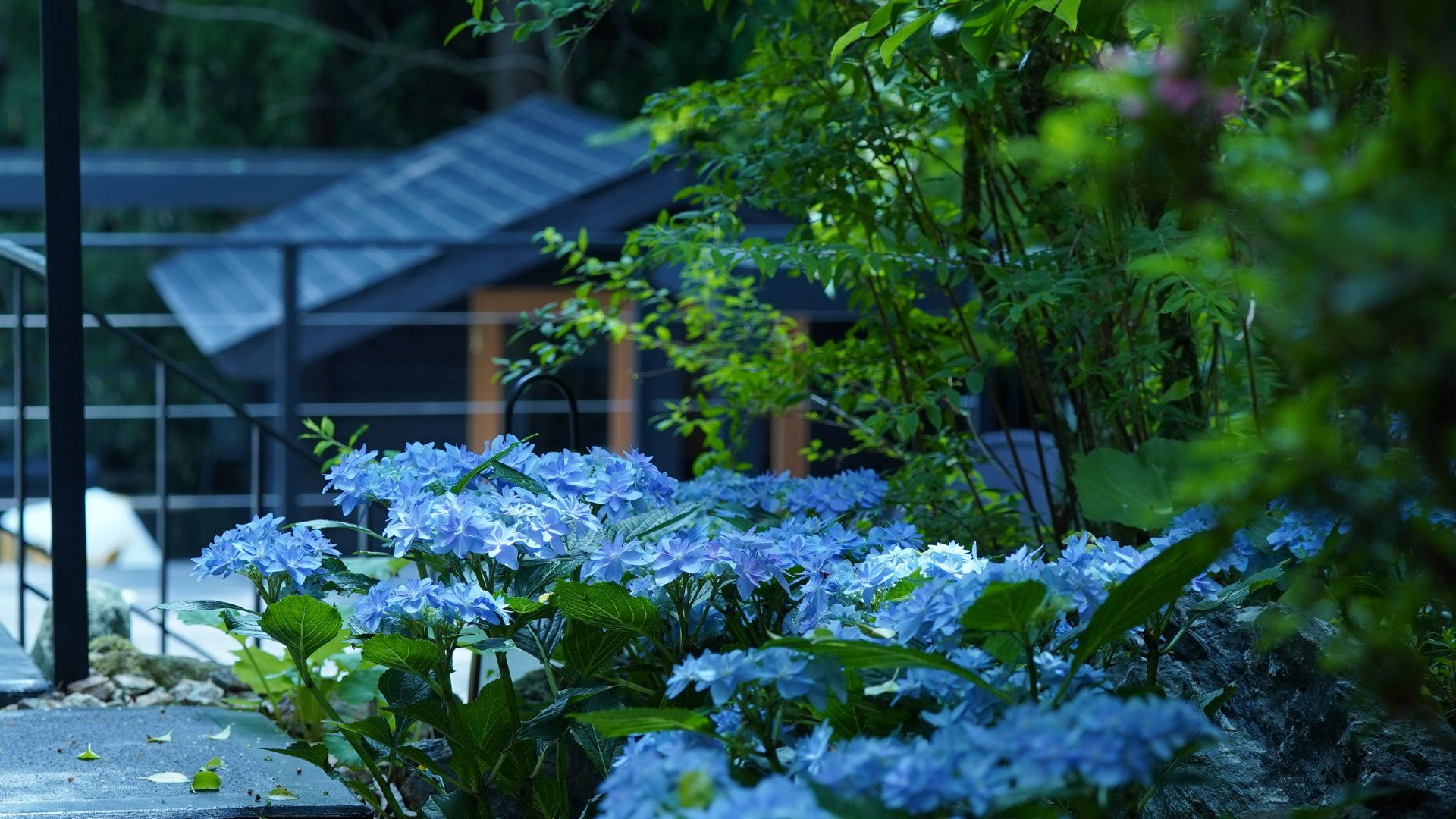 箱根蔵樹の庭園に咲き誇る色とりどりの紫陽花と和モダンな館の外観