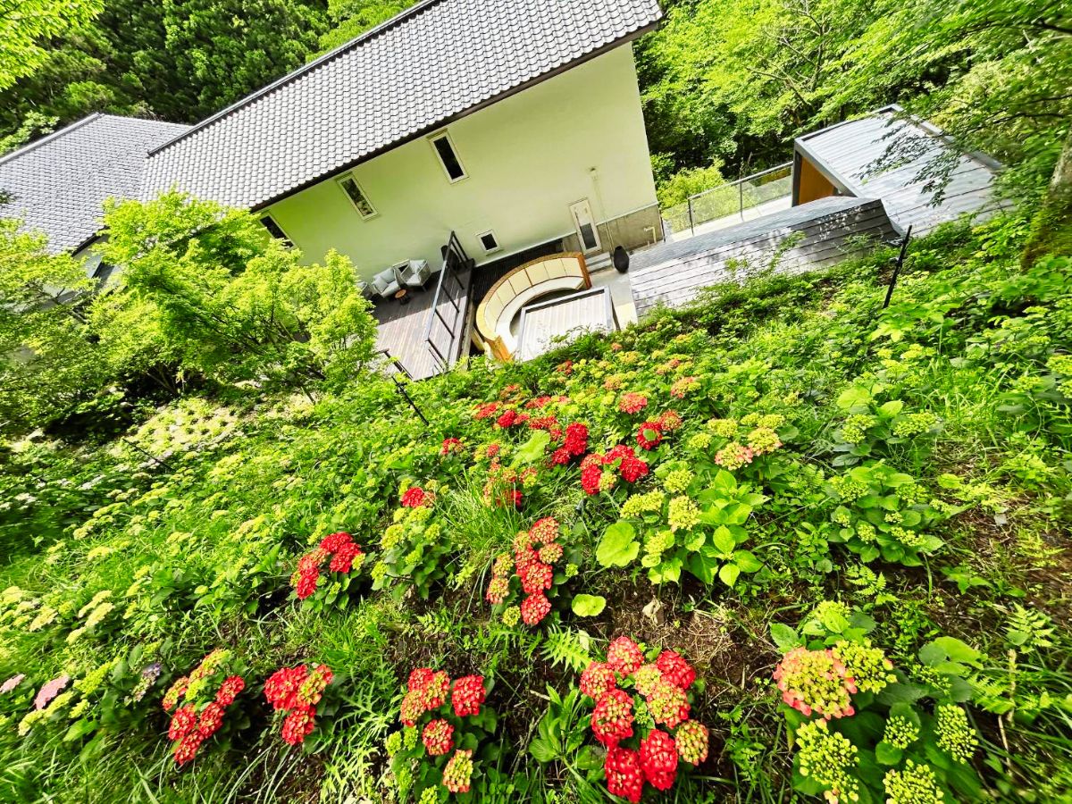 紫陽花3