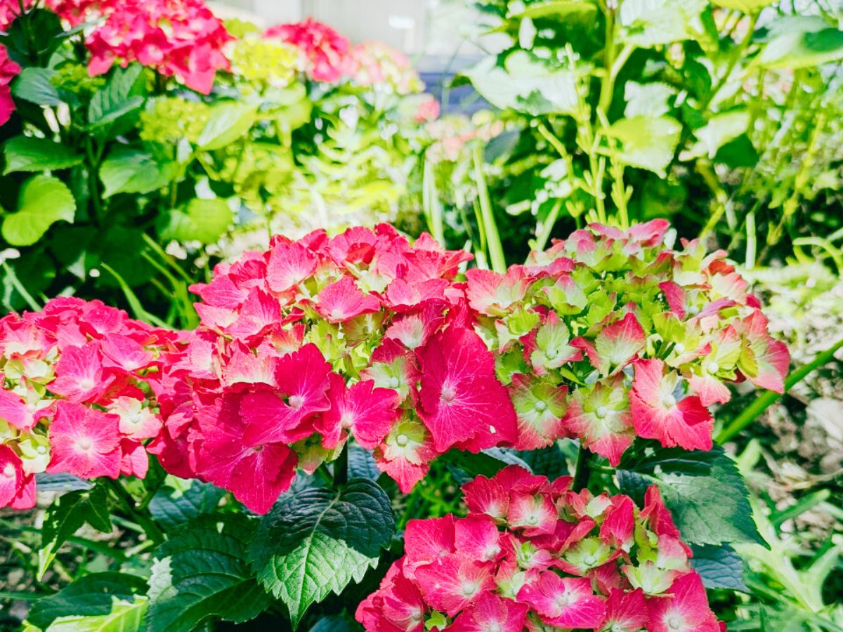紫陽花4
