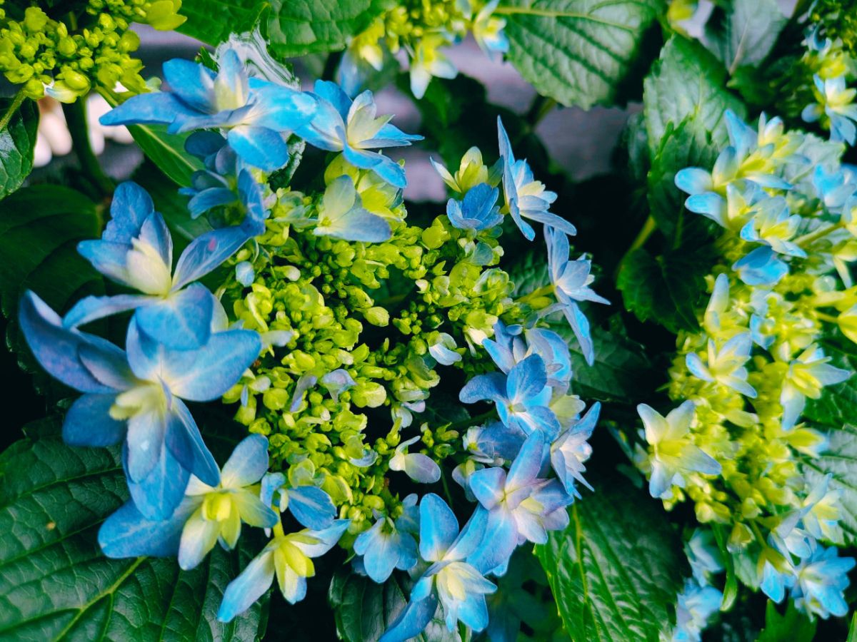 紫陽花5