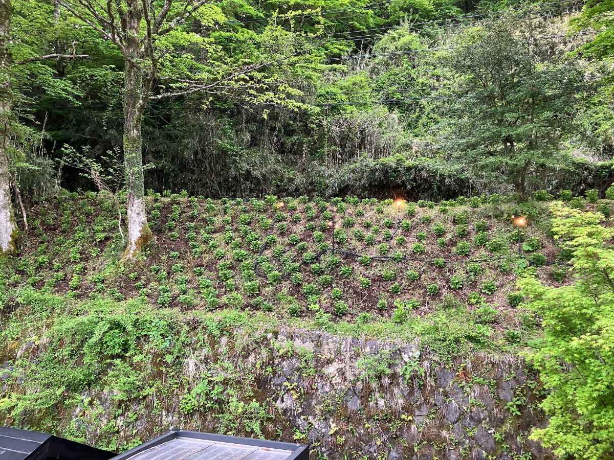 斜面に咲く紫陽花
