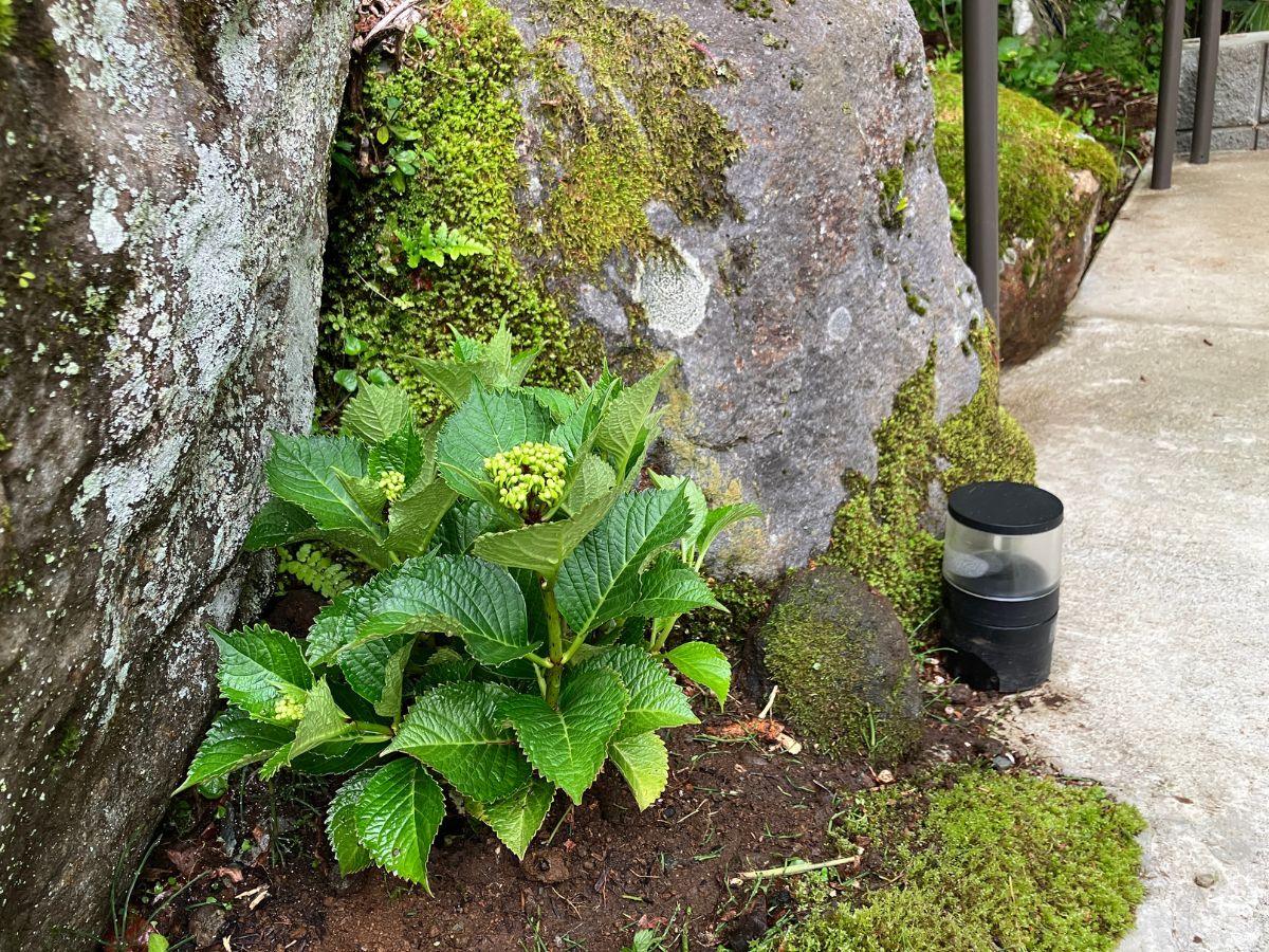 紫陽花の苗と道路沿い