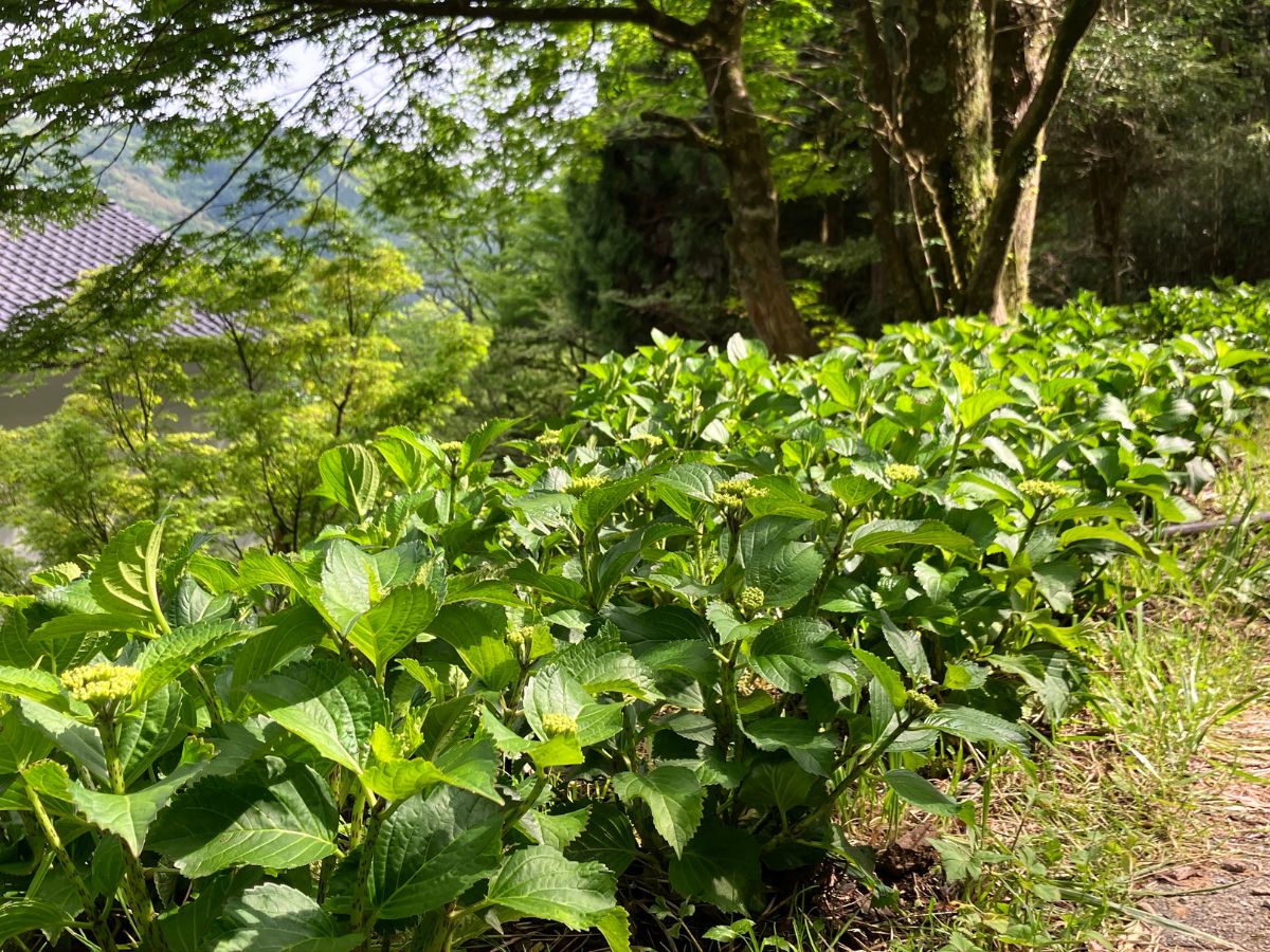 蔵樹に咲く静かな紫陽花