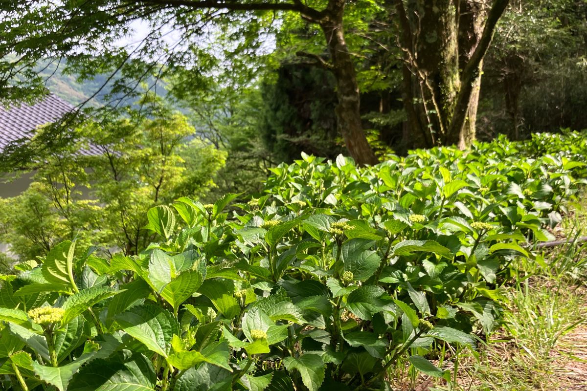 蔵樹写真3
